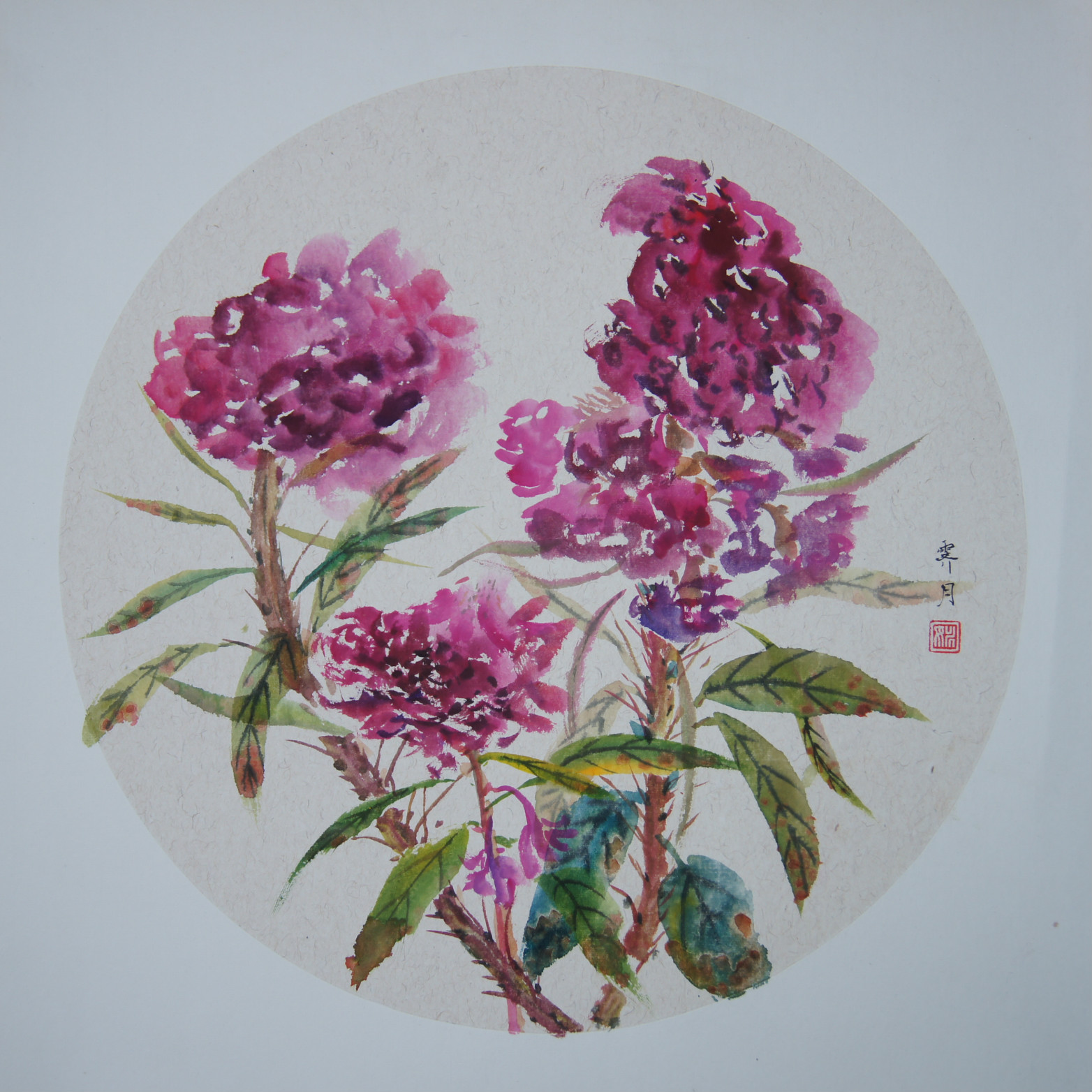 雞冠花